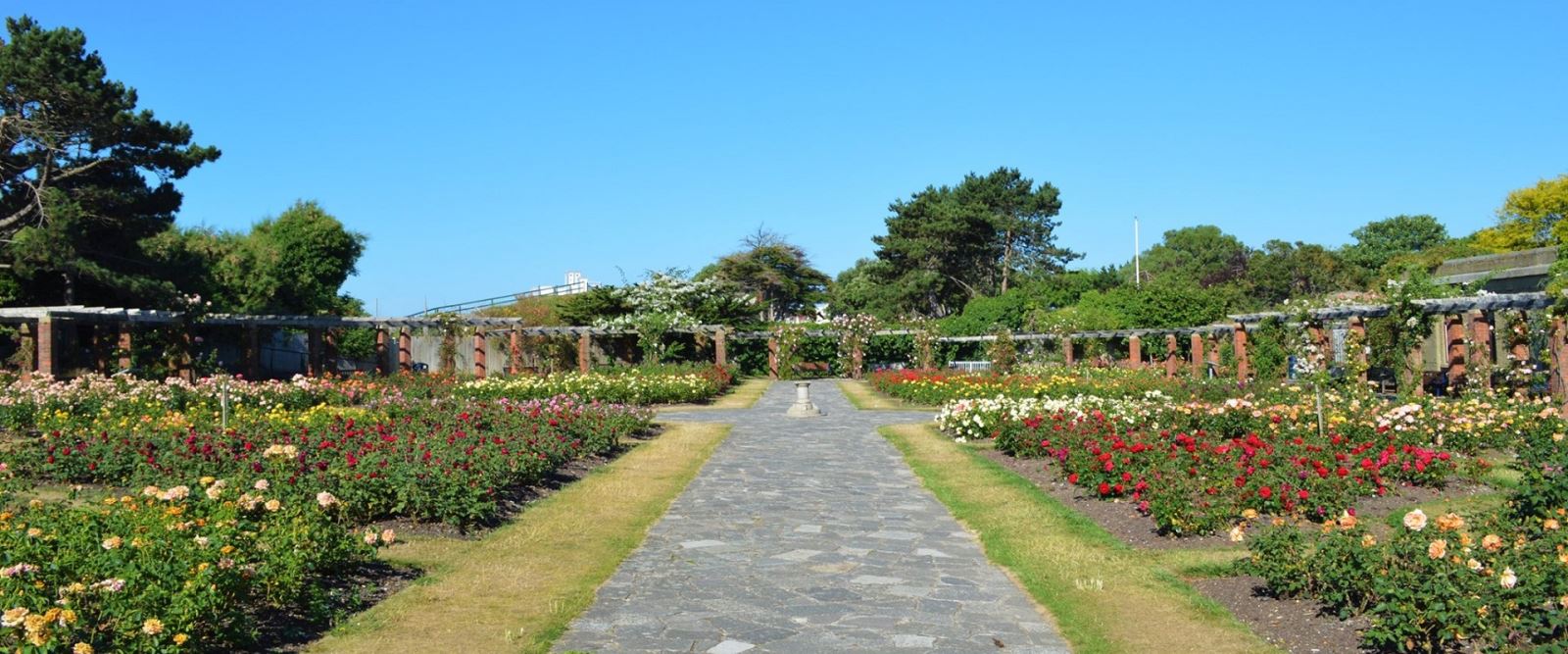 Southsea Rose Garden in the sun